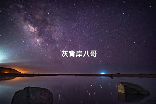 灰背岸八哥