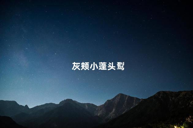 灰颊小蓬头䴕