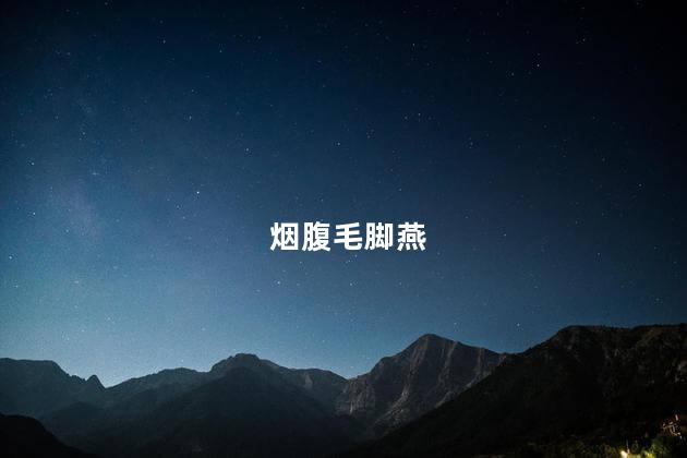 烟腹毛脚燕