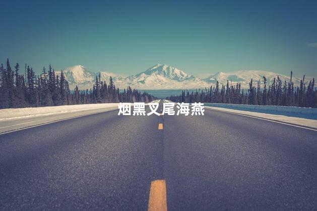 烟黑叉尾海燕