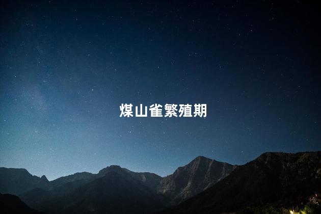 煤山雀繁殖期