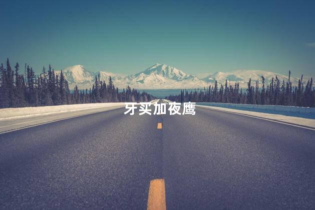 牙买加夜鹰