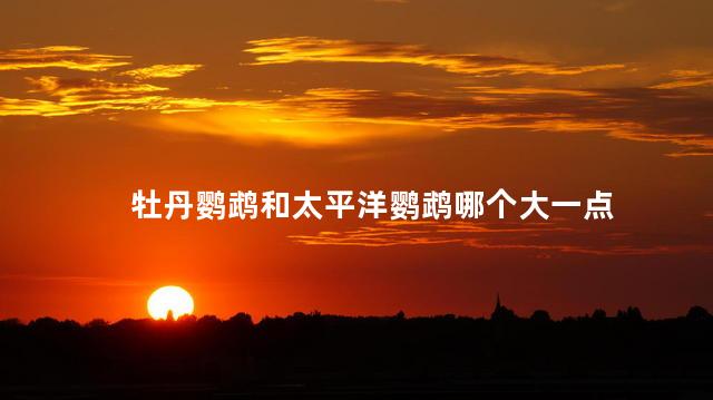 牡丹鹦鹉和太平洋鹦鹉哪个大一点