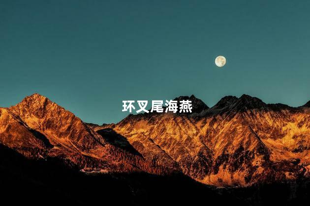 环叉尾海燕