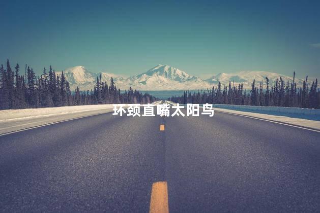 环颈直嘴太阳鸟