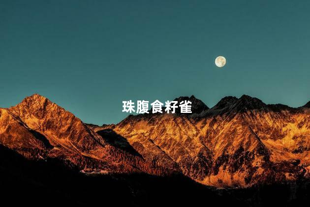 珠腹食籽雀