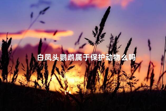 白凤头鹦鹉属于保护动物么吗