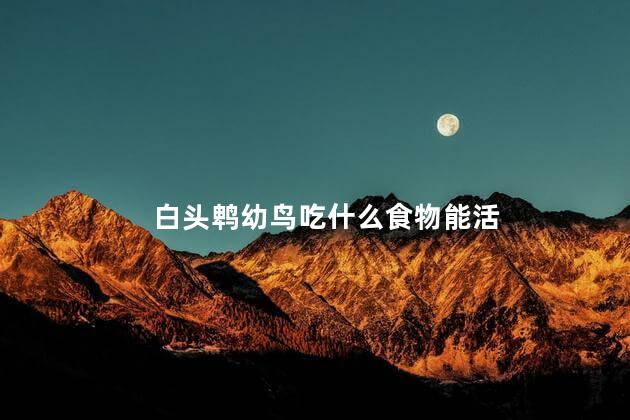 白头鹎幼鸟吃什么食物能活