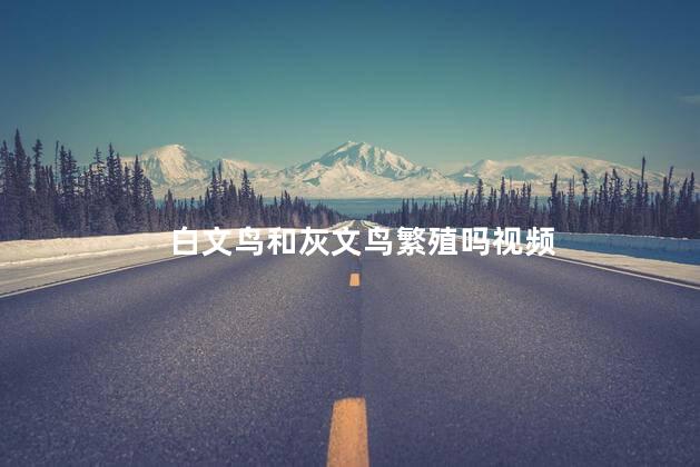 白文鸟和灰文鸟繁殖吗视频