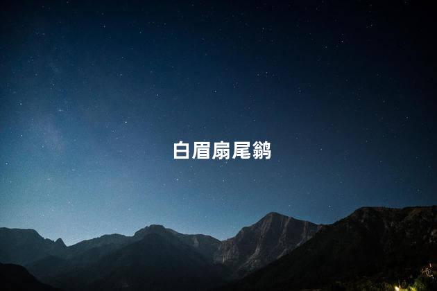 白眉扇尾鹟