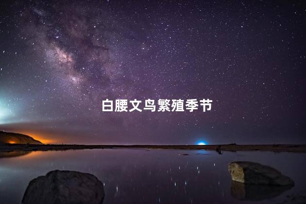 白腰文鸟繁殖季节