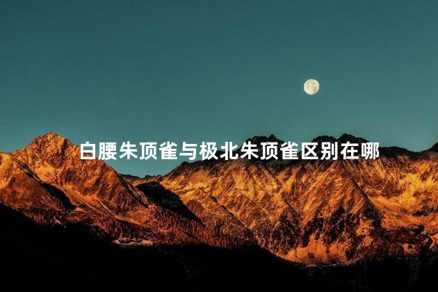 白腰朱顶雀与极北朱顶雀区别在哪