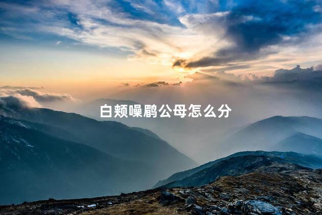 白颊噪鹛公母怎么分