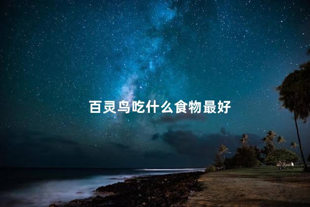 百灵鸟吃什么食物最好