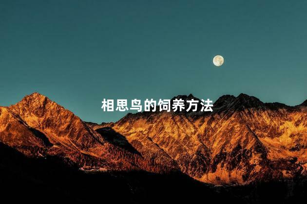 相思鸟的饲养方法