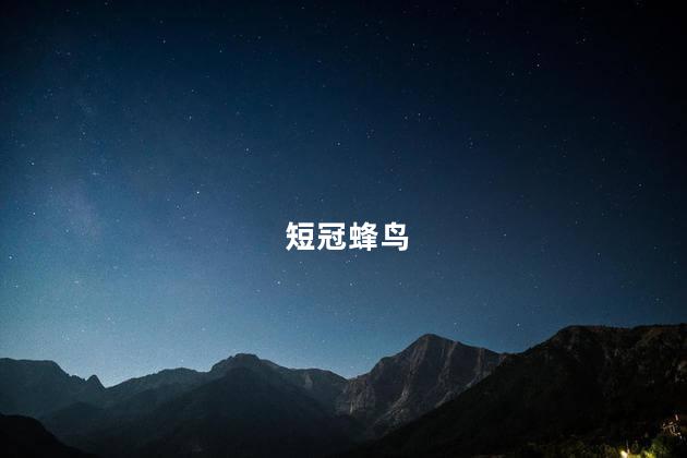 短冠蜂鸟