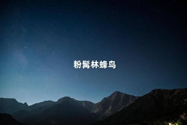 粉髯林蜂鸟