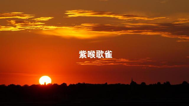 紫喉歌雀