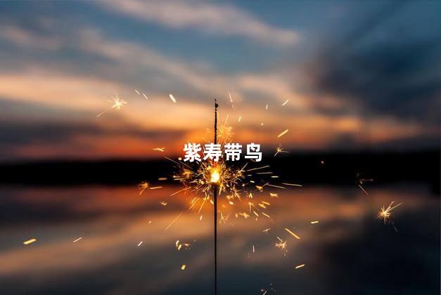 紫寿带鸟