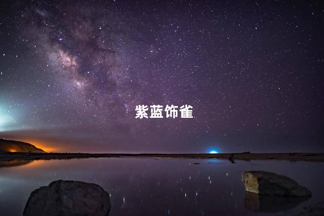 紫蓝饰雀