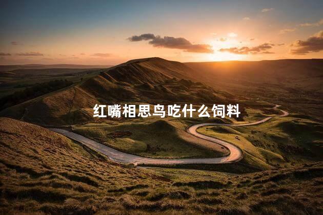 红嘴相思鸟吃什么饲料