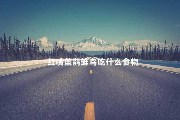 红嘴蓝鹊雏鸟吃什么食物