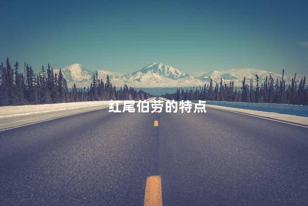 红尾伯劳的特点