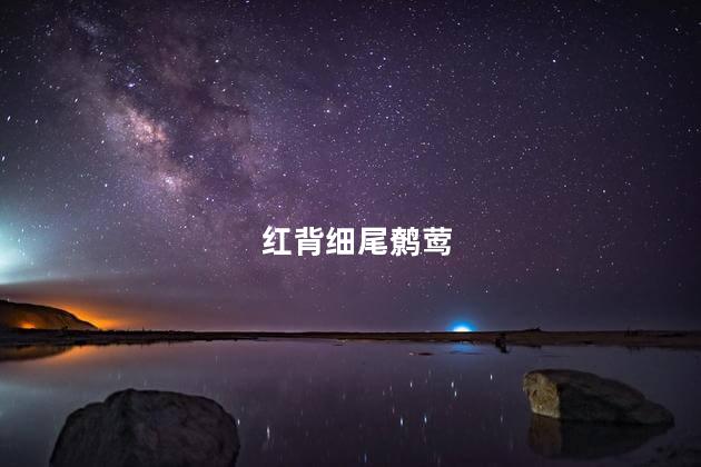 红背细尾鹩莺
