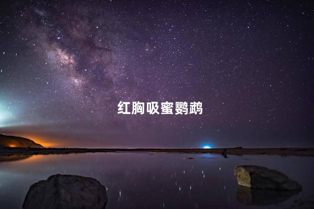 红胸吸蜜鹦鹉