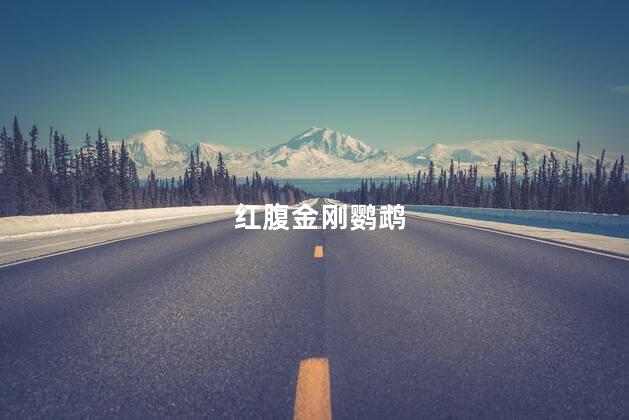 红腹金刚鹦鹉