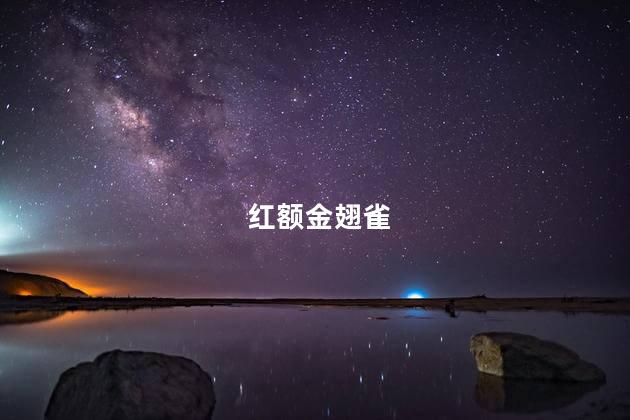 红额金翅雀