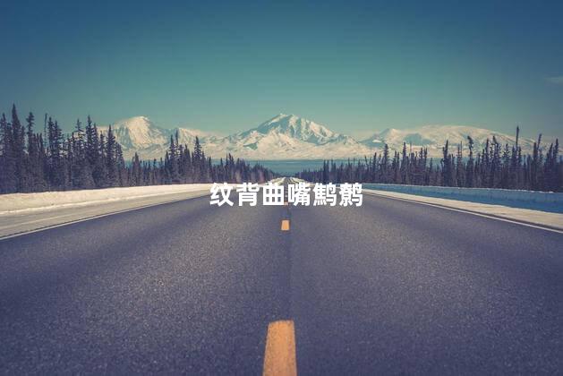 纹背曲嘴鹪鹩