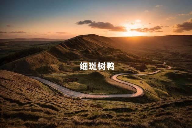 细斑树鸭