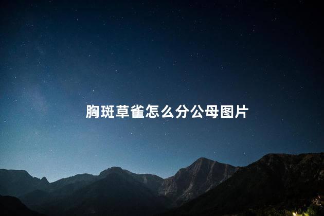 胸斑草雀怎么分公母图片