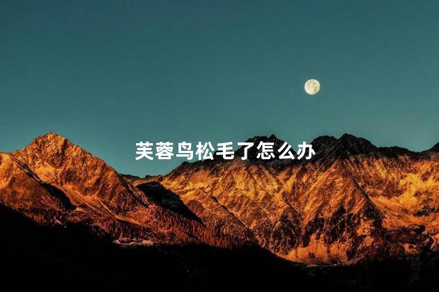 芙蓉鸟松毛了怎么办