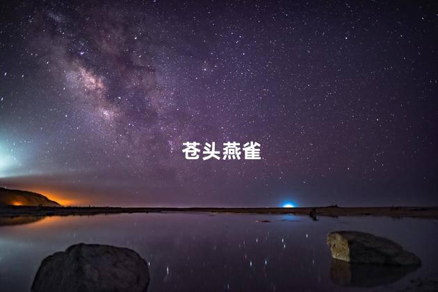 苍头燕雀