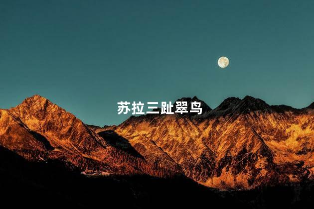 苏拉三趾翠鸟