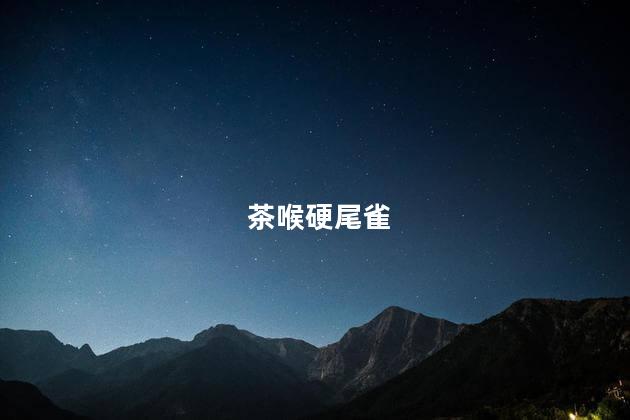 茶喉硬尾雀