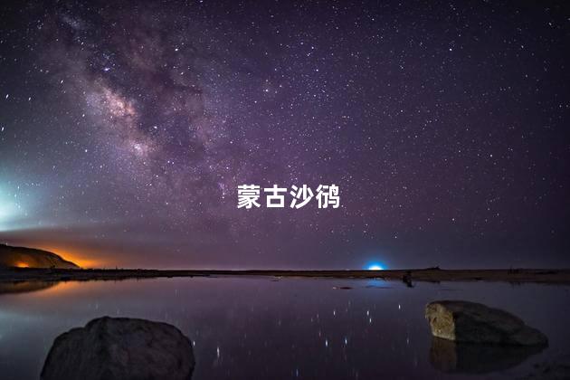 蒙古沙鸻