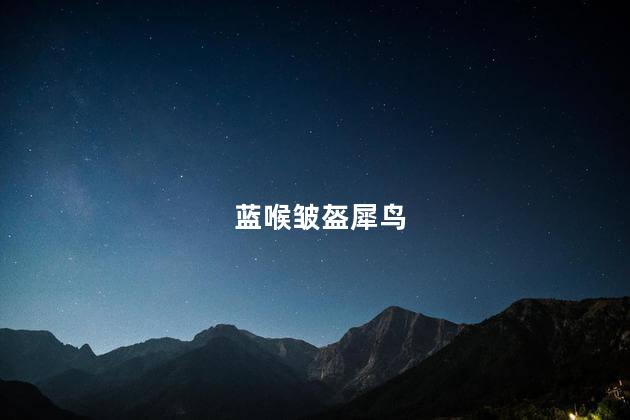 蓝喉皱盔犀鸟