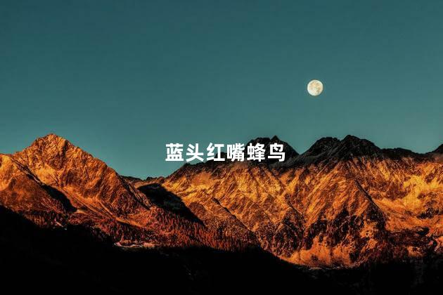 蓝头红嘴蜂鸟