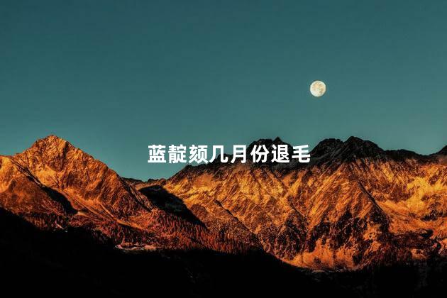 蓝靛颏几月份退毛