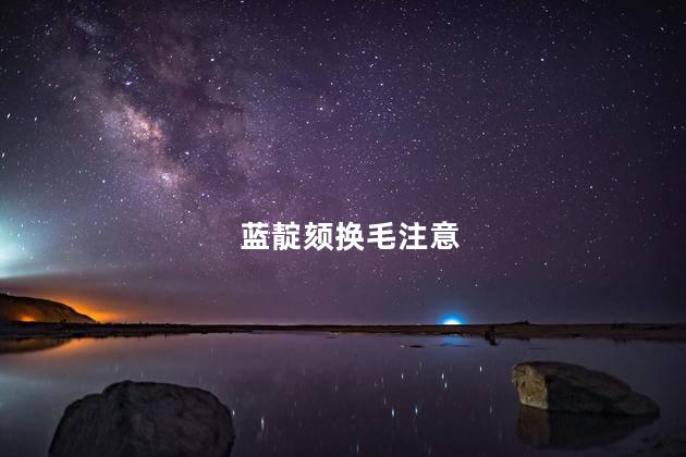 蓝靛颏换毛注意
