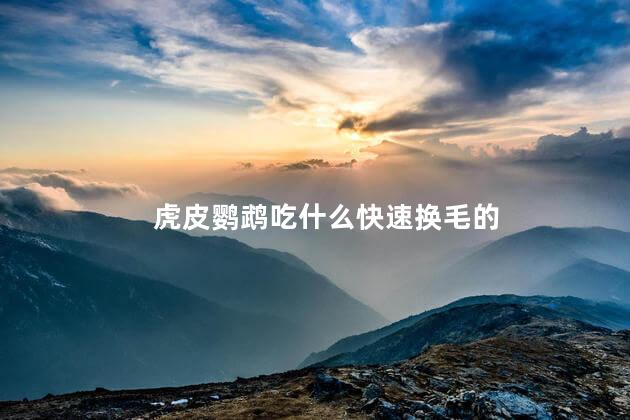 虎皮鹦鹉吃什么快速换毛的