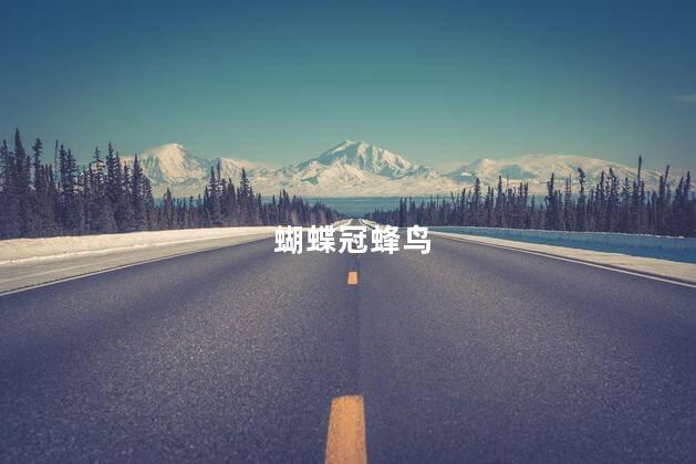 蝴蝶冠蜂鸟