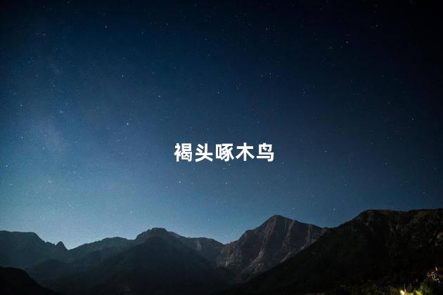 褐头啄木鸟