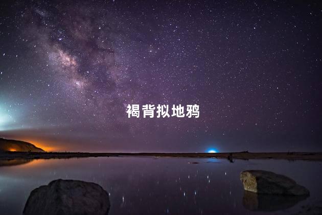 褐背拟地鸦
