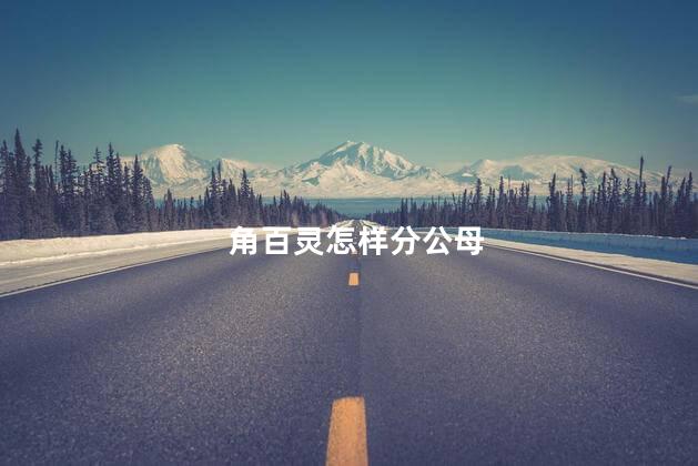 角百灵怎样分公母