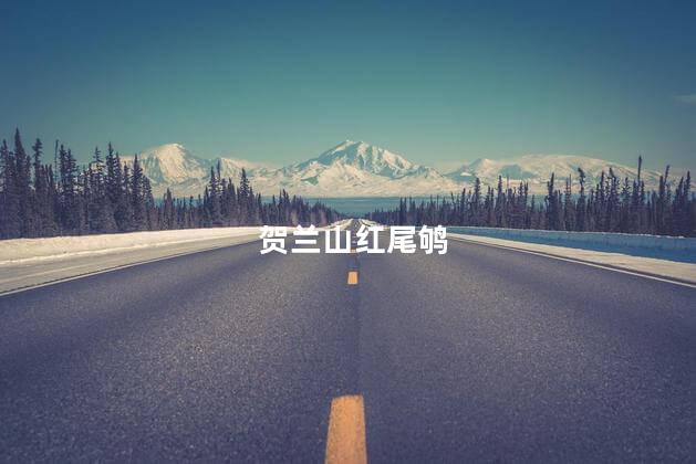 贺兰山红尾鸲