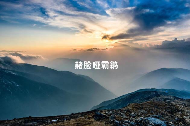 赭脸哑霸鹟